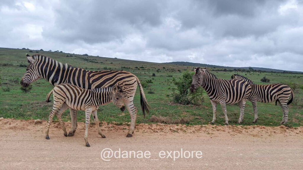 zebras, incluindo uma mãe e filhote, passeando pelo Addo Elephant Park, parte de nosso roteiro pela Áfria do Sul