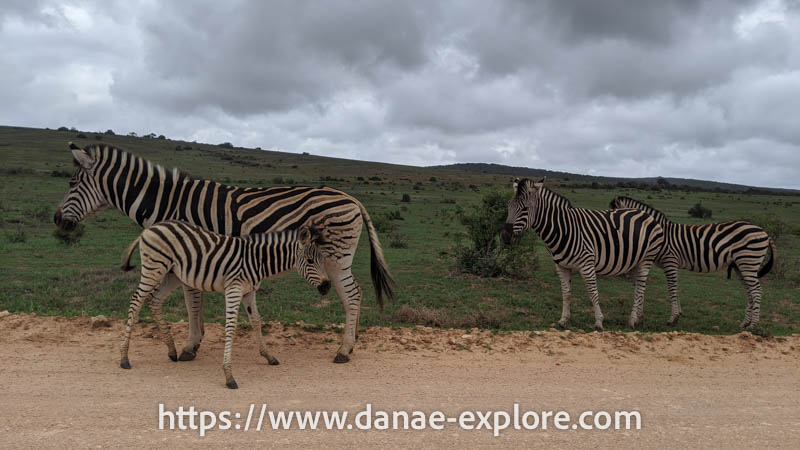 grupo de girafas, incluindo um filhote, avistada no Parque de Elefantes de Addo, parte de nosso roteiro de 20 dias pela África do Sul