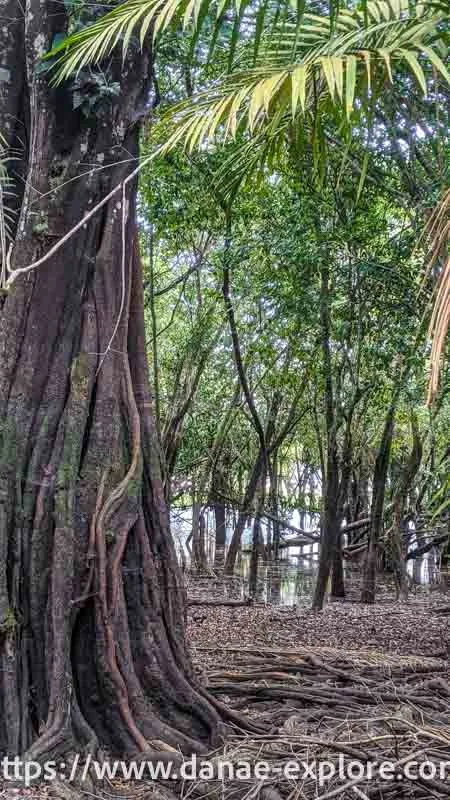 Flooded Amazon Forest, Pará - what to do in Alter do Chão