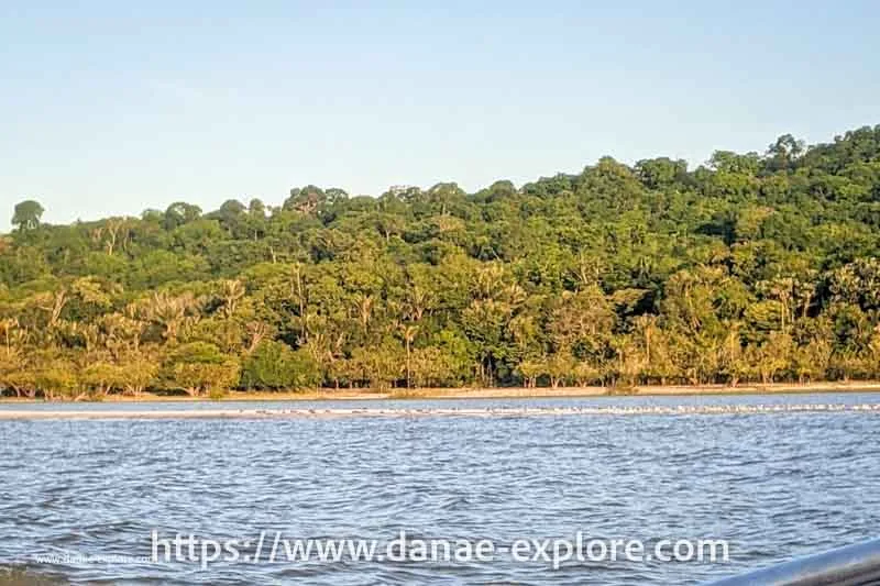 Amazon rainforest, view from the Tapajós River, Alter do Chão, Pará, Brazil