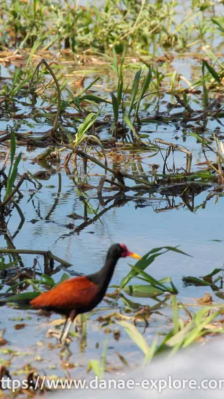 Bird in the Amazon rainforest, Alter do Chão, Pará