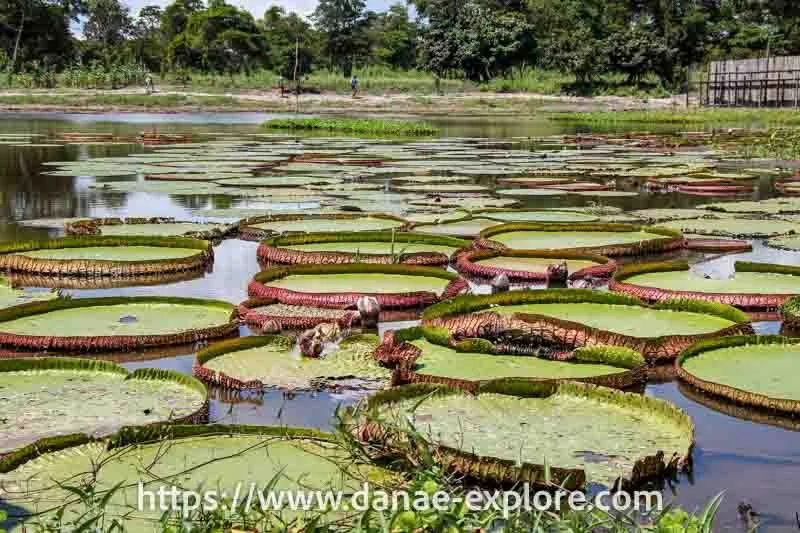 Water lily pads, Amazon, Pará, Brazil - Dulce water lily garden