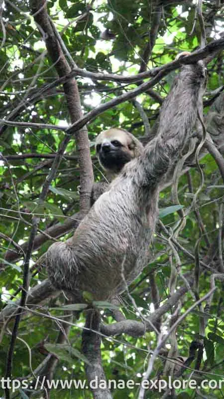 Sloth, Brazilian Amazon
