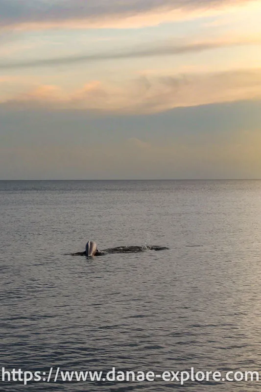 Dolphins on the Tapajós River, at dusk