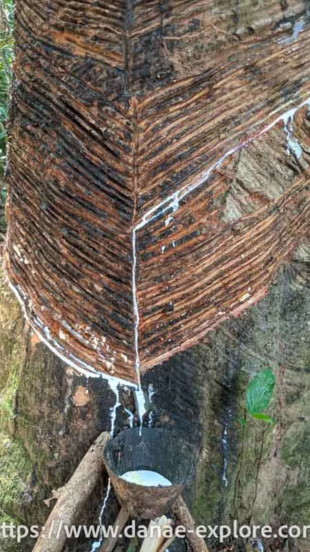 Extraction of rubber tree latex. photos of the trail through the Tapajos Forest - Jamaraqua nucleus