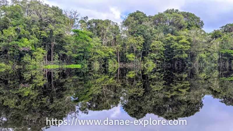 Amazon Rainforest seen from a boat on the Rio Negro, part of our itinerary to visit the Brazilian Amazon in the Anavilhanas National Park