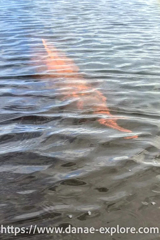 Dolphins in the Rio Negro, Amazonas