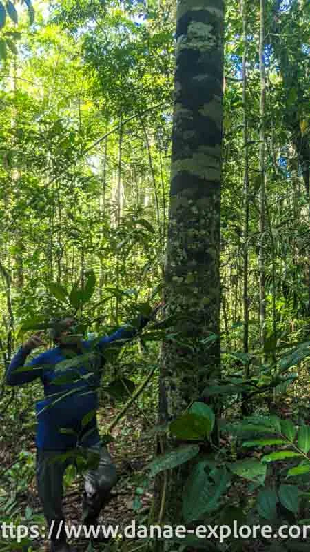 Man next to tree on the trail to Gruta do Madadá, Amazon Rainforest