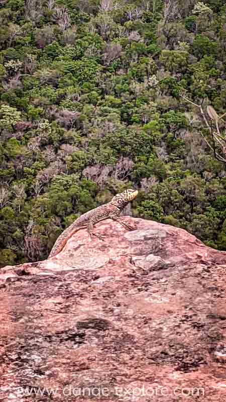 Fauna do cerrado, Chapada dos Guimaraes, MT, Brasil