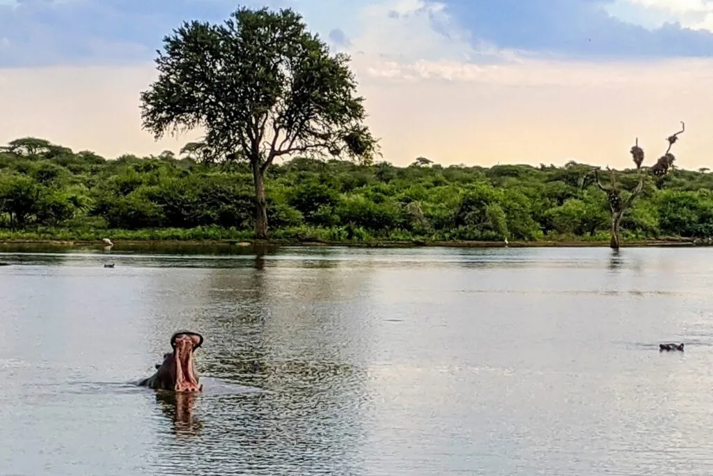 Hipopótamos, vistos próximos ao Lower Sabie Rest Camp, Kruger Park, África do Sul