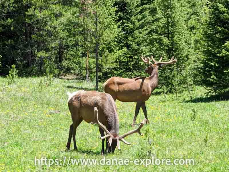 Reindeer spotted in Rocky Mountain National Park, Colorado, USA