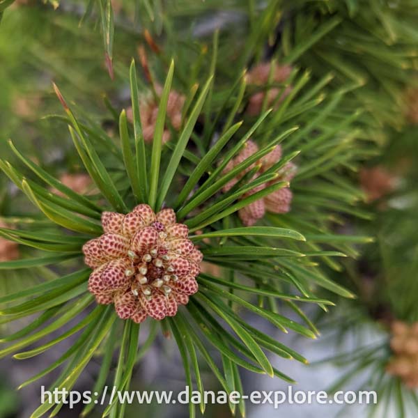 flora nativa, Parque Nacional das Montanhas Rochosas, Colorado, EUA