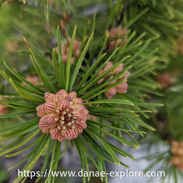 native flora, Rocky Mountain National Park, Colorado, USA