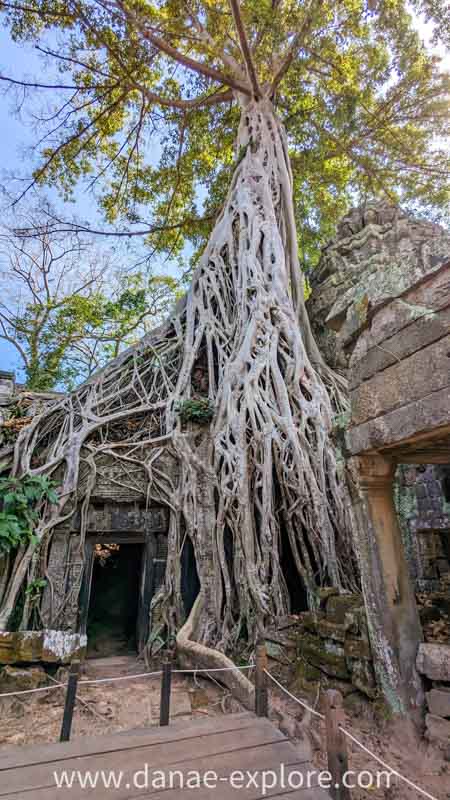 Templo Ta Prohm (Tomb Raider Temple), Angkor, Siem Reap, Camboja