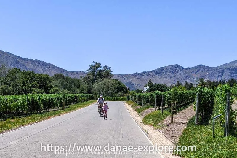 Father and daughter cycling along the road through wineries, in Franschhoeck, South Africa