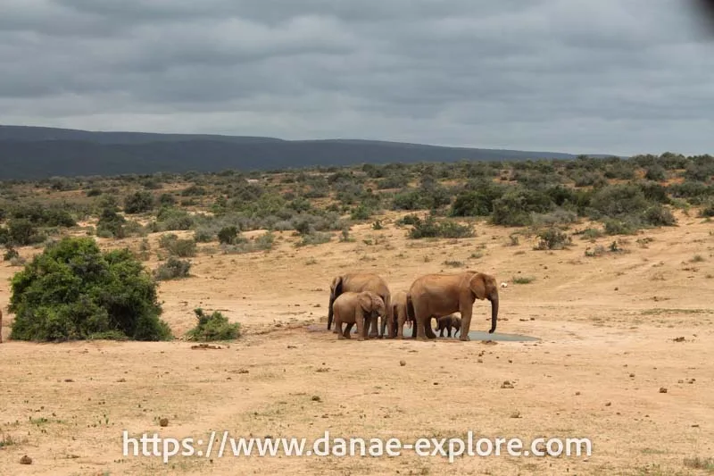 Group of elephants, with calves, at Addo Elephant Park - www.danae-explore.com