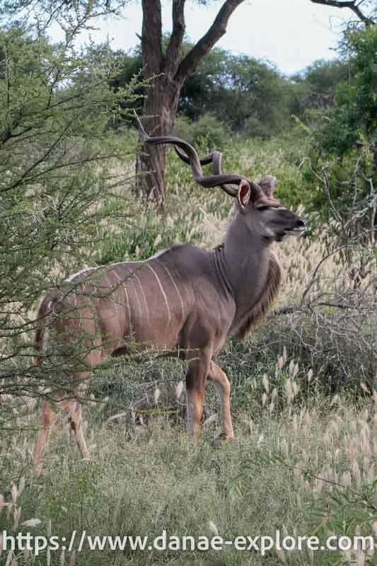 Kudu, a species of antelope found in Addo Elephant Park, South Africa