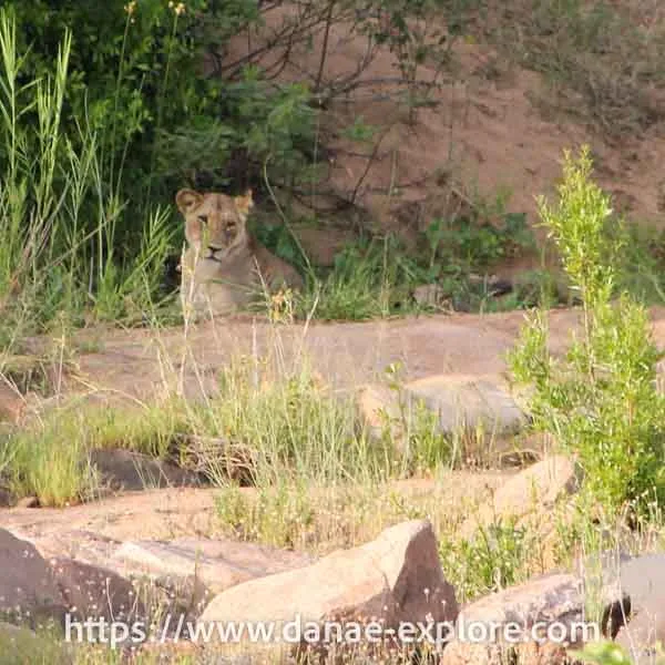Lioness, Kruger National Park, South Africa