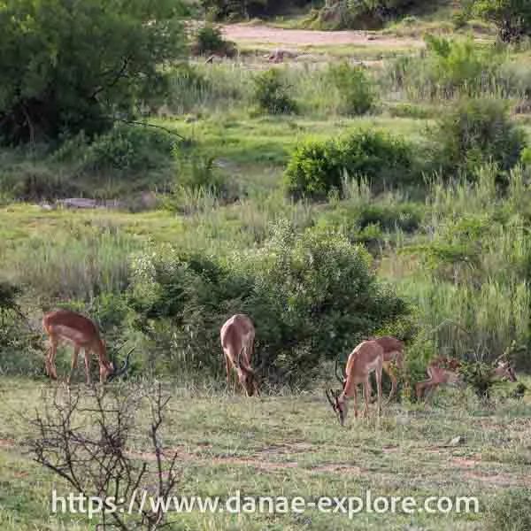 impalas no Parque Kruger