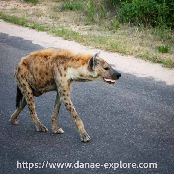 Hyena, Kruger National Park, South Africa