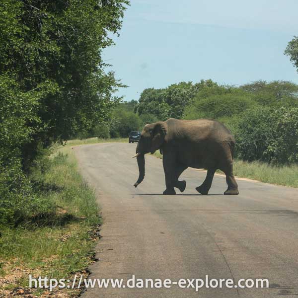 Fauna no Kruger Park - Elefante