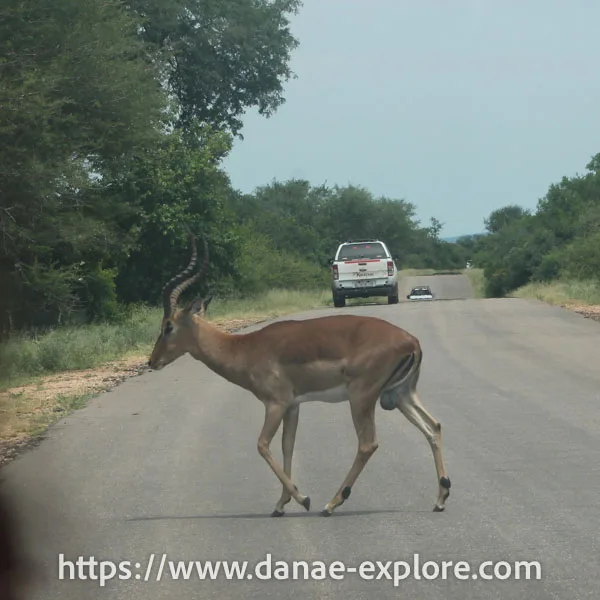 Fauna no Kruger Park 