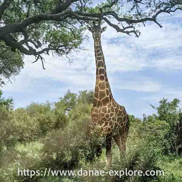 Girafa, avistada em self-drive no Parque Nacional Kruger, África do Sul