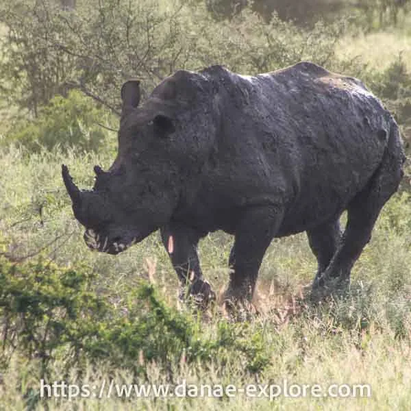 Rinoceronte no Parque Kruger, Africa do Sul
