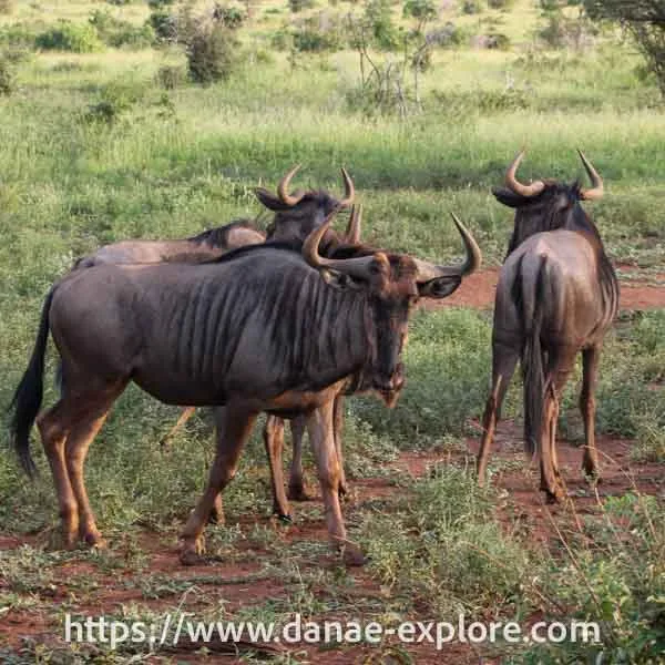 Gnus, no Parque Kruger, África do Sul