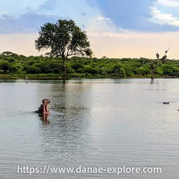hippopotamus in lake in Kruger Park, South Africa
