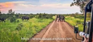 Elefante atravessando estrada no Parque Kruger, África do Sul, em meio a mata da savana ao por do sol com poucas nuvens