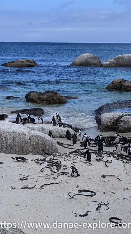 Penguins at Boulders Beach