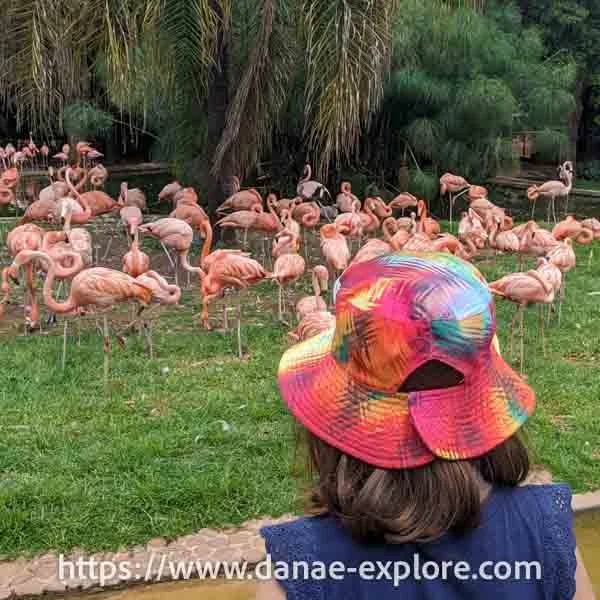 Girl with pink printed hat, with her back to the camera, looks at flamingos at Pretoria Zoo