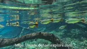 Vista subaquática de rio transparente com peixes coloridos em Bonito, MS, um dos principais atrativos do Mato Grosso do Sul.