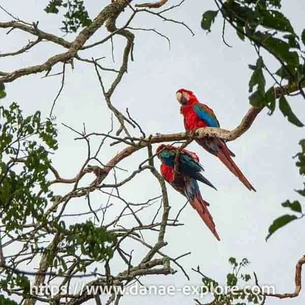 Couple of scarlet macaws seen in Buraco das Araras, Bonito, MS