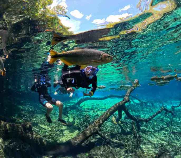 Two people in wetsuits floating through the transparent waters of the Rio da PRata, in Bonito, amid underwater vegetation and fish