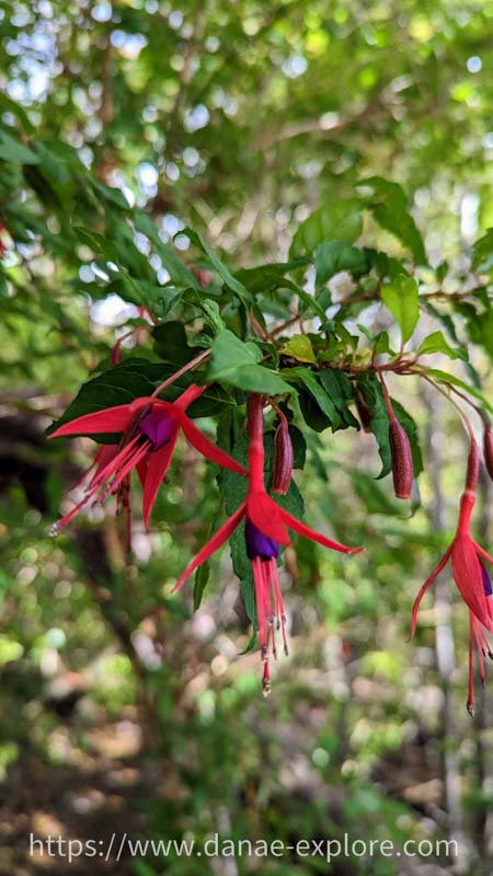 Detalhes nas trilhas patagônicas