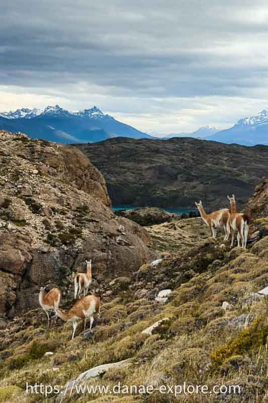 Guanacos na trilha ao Mirante Cuernos, Torres del Paine, Chile