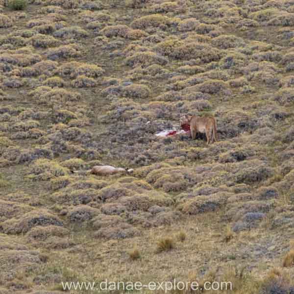 Puma se alimentando da carcaça de um guanaco, enquanto outro descansa - Parque Nacional Torres del Paine, Chile