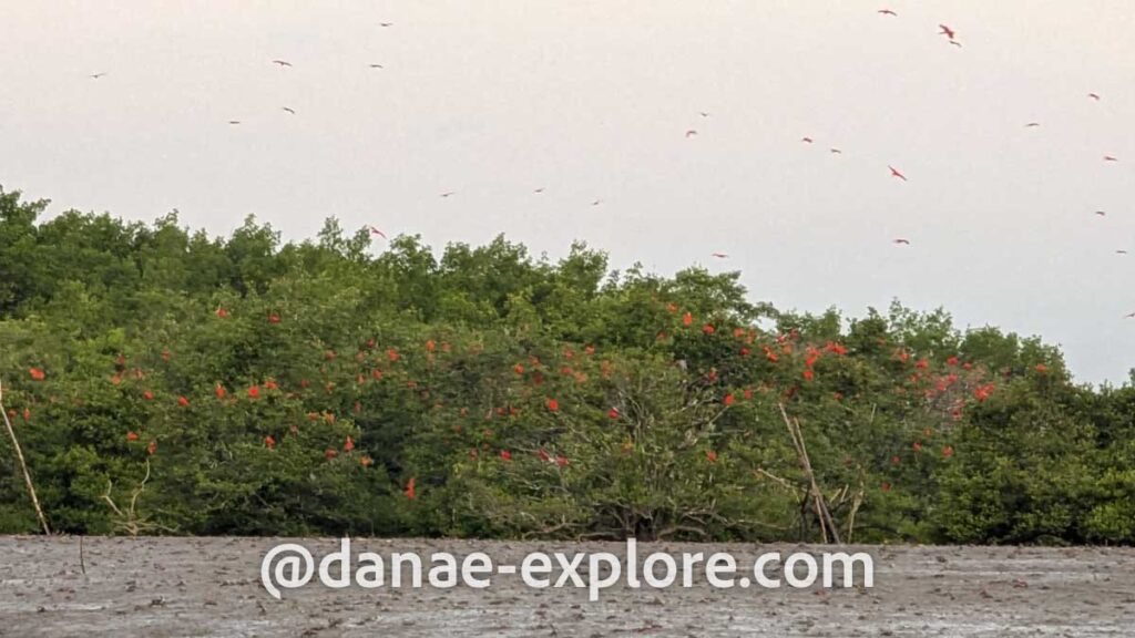 revoada dos guarás, é possível ver centenas de aves vermelhas, algumas voando, mas a maioria em árvores à beira do rio