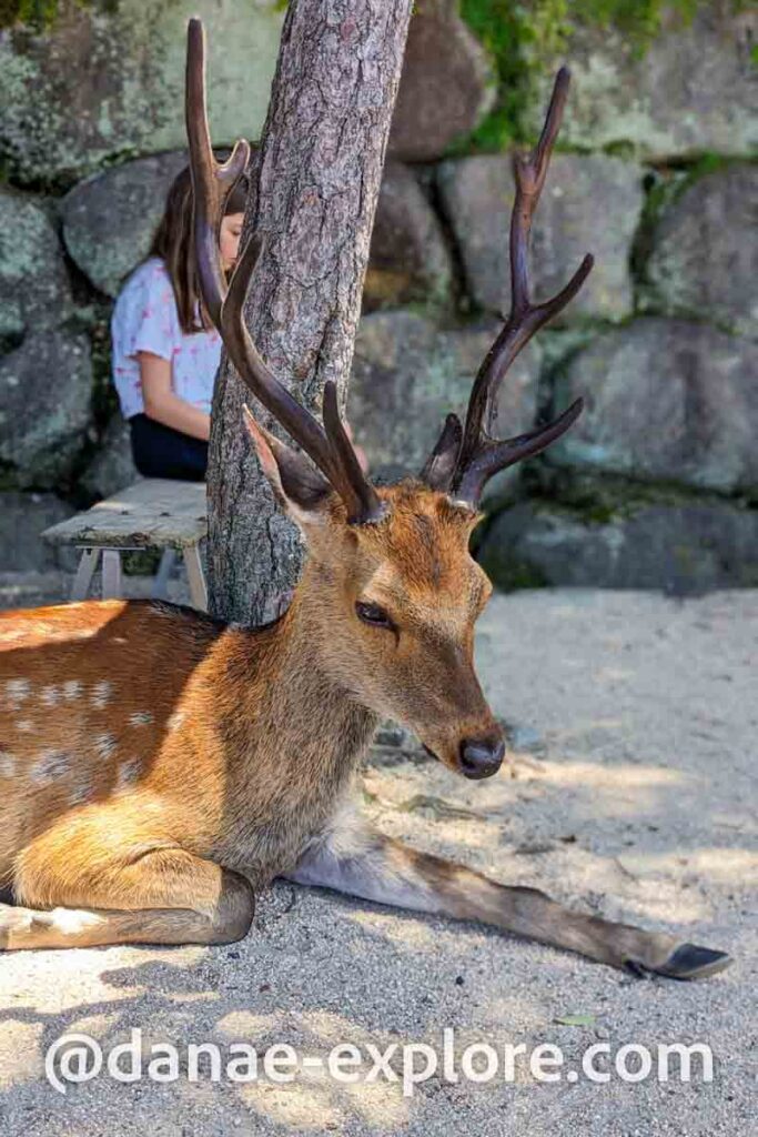 veado em Miyajima