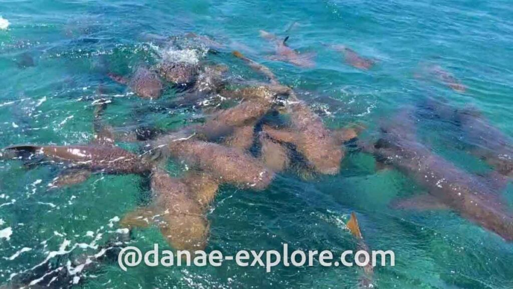 Tubarões na Shark Ray Alley, em Belize, parte de nosso roteiro de uma semana em Belize