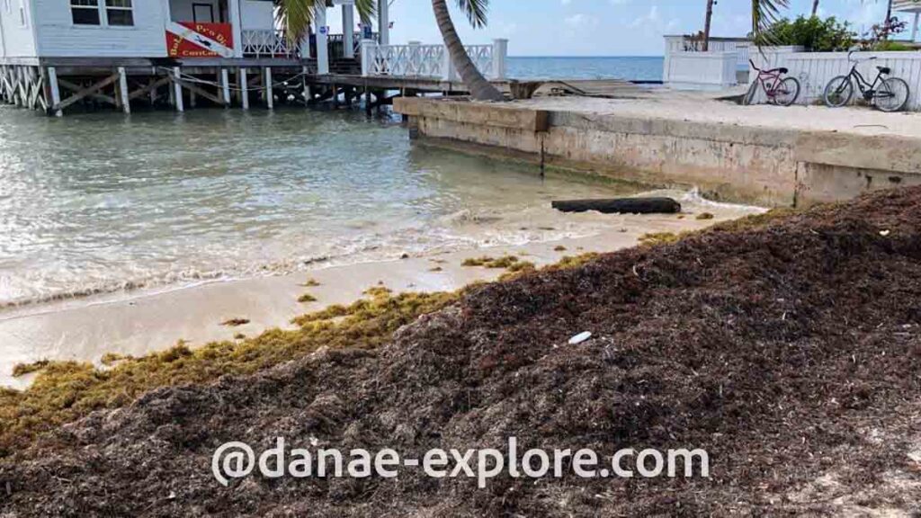 Sargasso acumulado na areia de praia em Belize