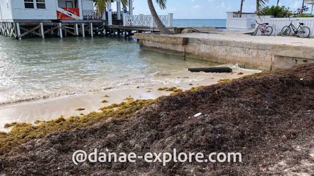 Sargassum accumulated on beach sand in Belize