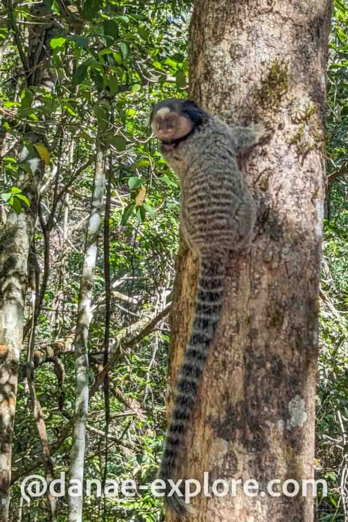 sagui em uma áravore, olhando para a direção da camera