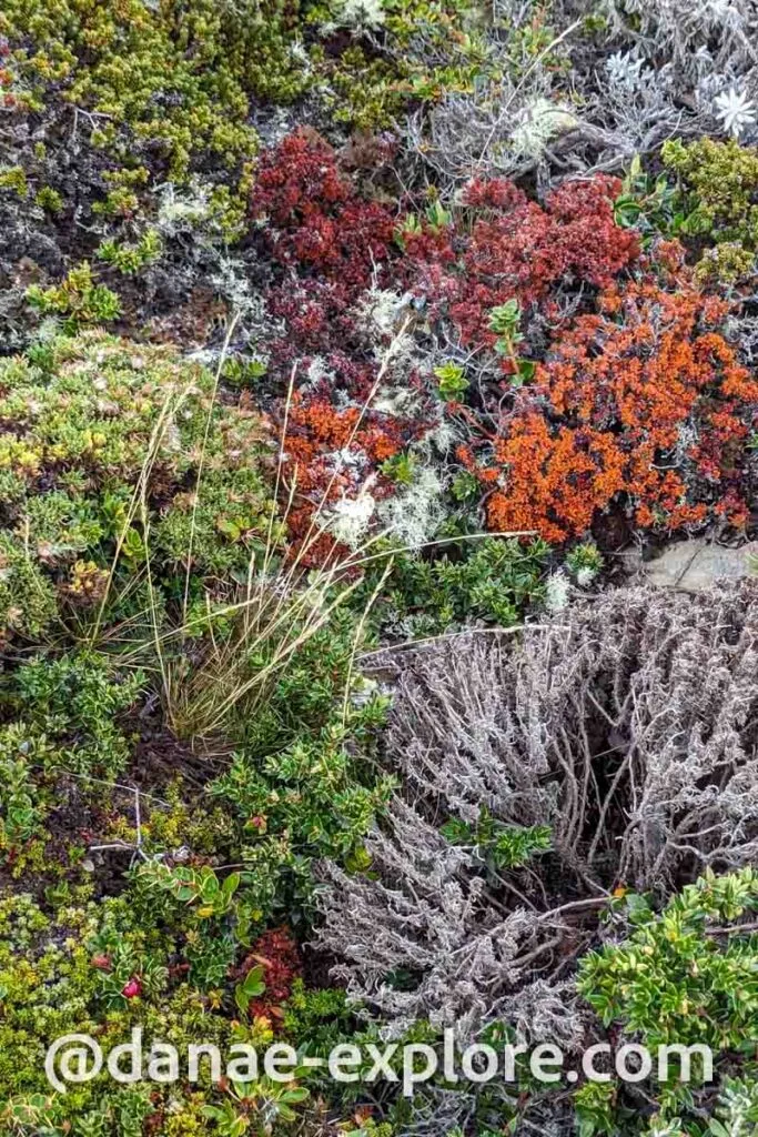 vegetation on Bridges Island, the second stop on the Beagle Channel boat tour