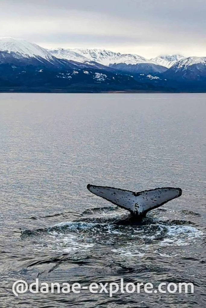 Humpback whale tail in the Beagle Channel, Ushuaia
