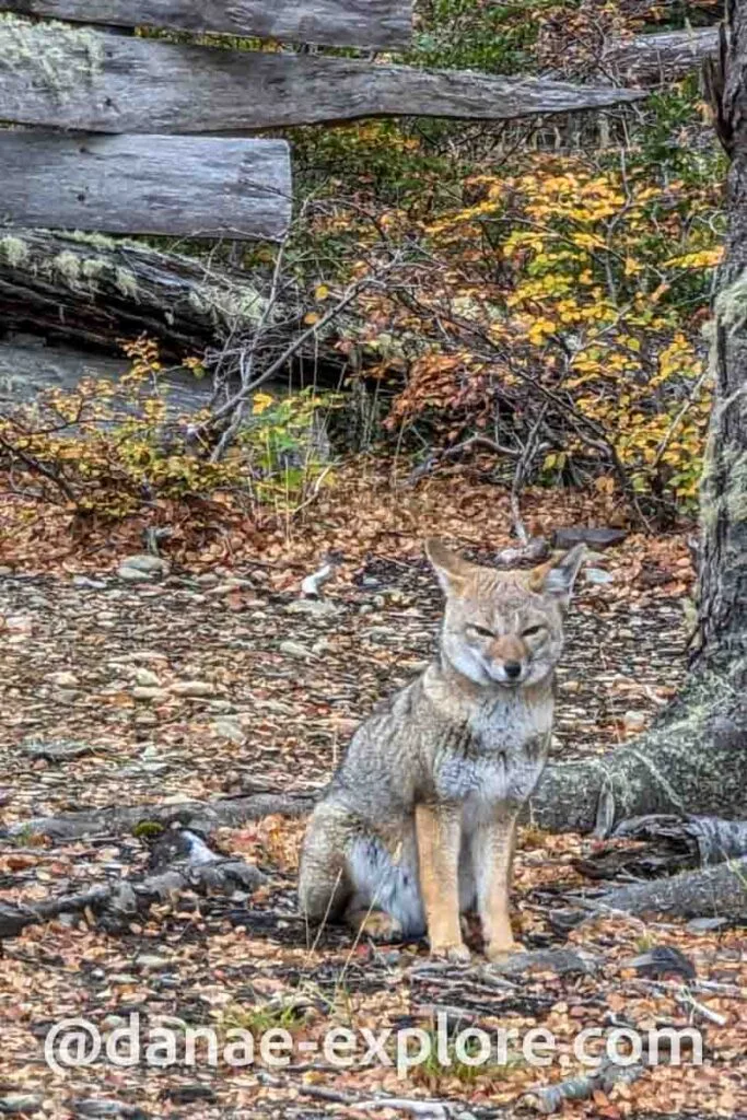 Fox we saw near Laguna Esmeralda