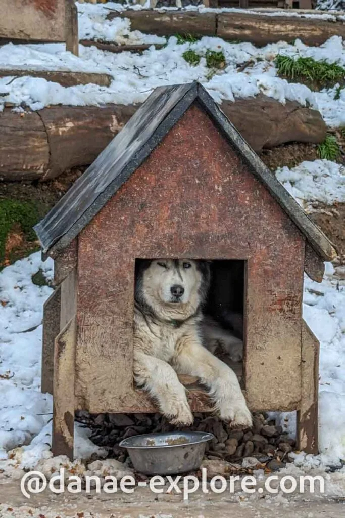Husky dog ​​in his little house, at Husky Park, Ushuaia