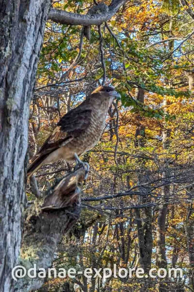 Hawk we saw in Tierra del Fuego National Park